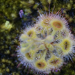 Drosera glanduligera